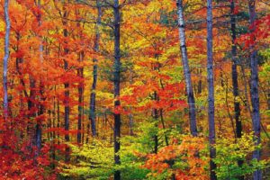 nature, Colors, New, Hampshire