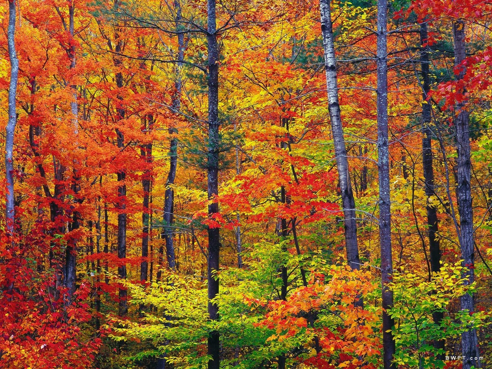nature, Colors, New, Hampshire Wallpaper