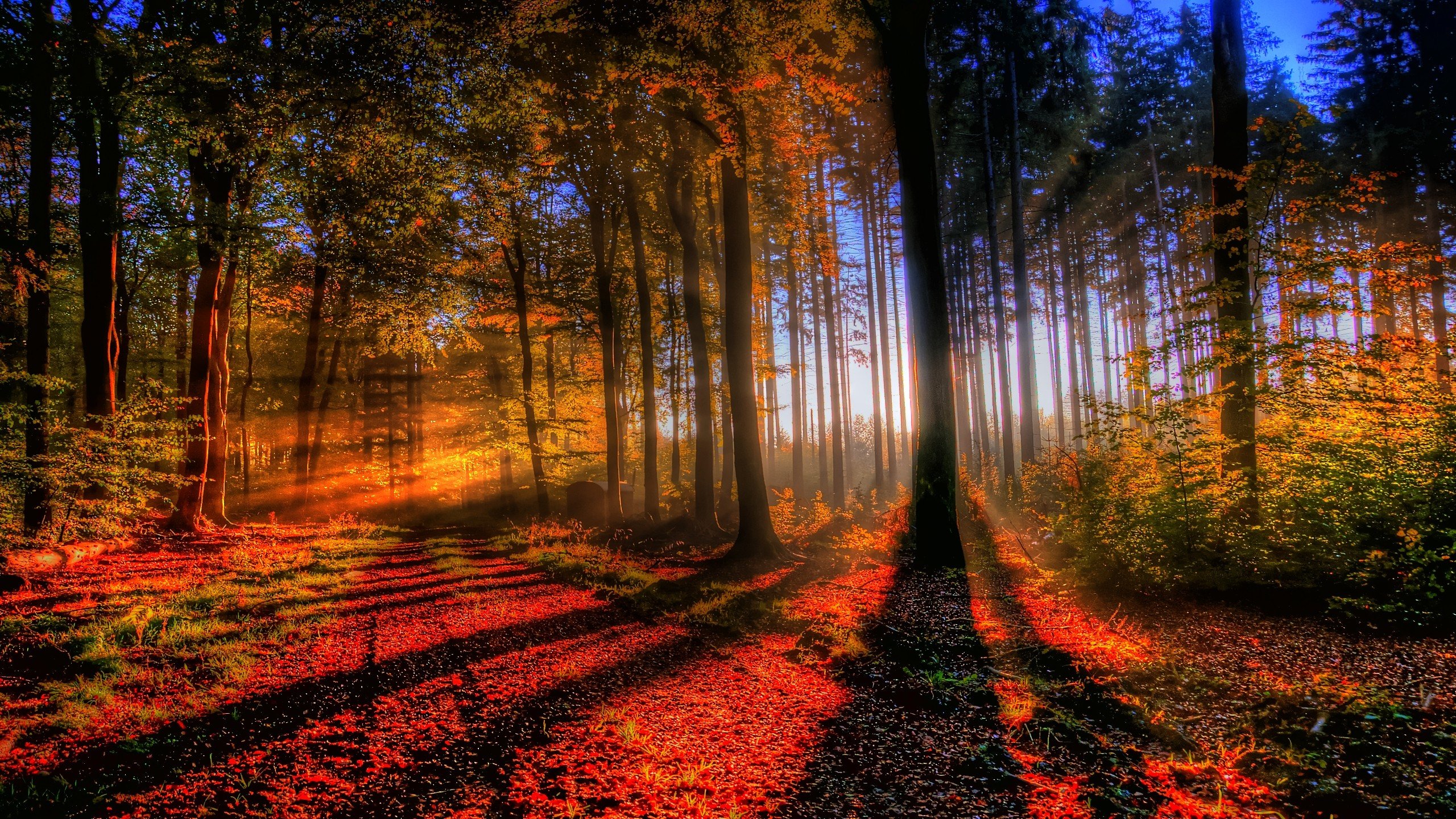 landscapes, Nature, Trees, Forests, Paths, Hdr, Photography Wallpaper