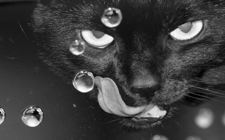 black, Cats, Animals HD Wallpaper Desktop Background