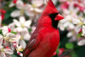 close up, Flowers, Birds, Cardinal, Northern, Cardinal, Blurred, Background