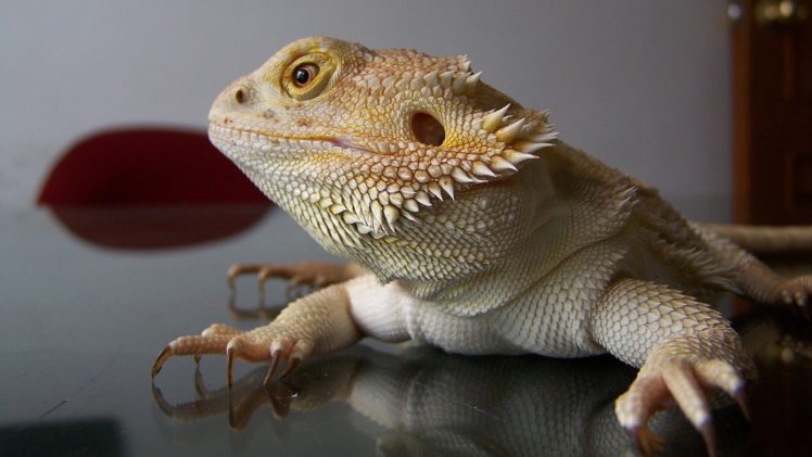 animals, Lizards, Desks, Reptiles, Reflections, Bearded, Dragon HD Wallpaper Desktop Background