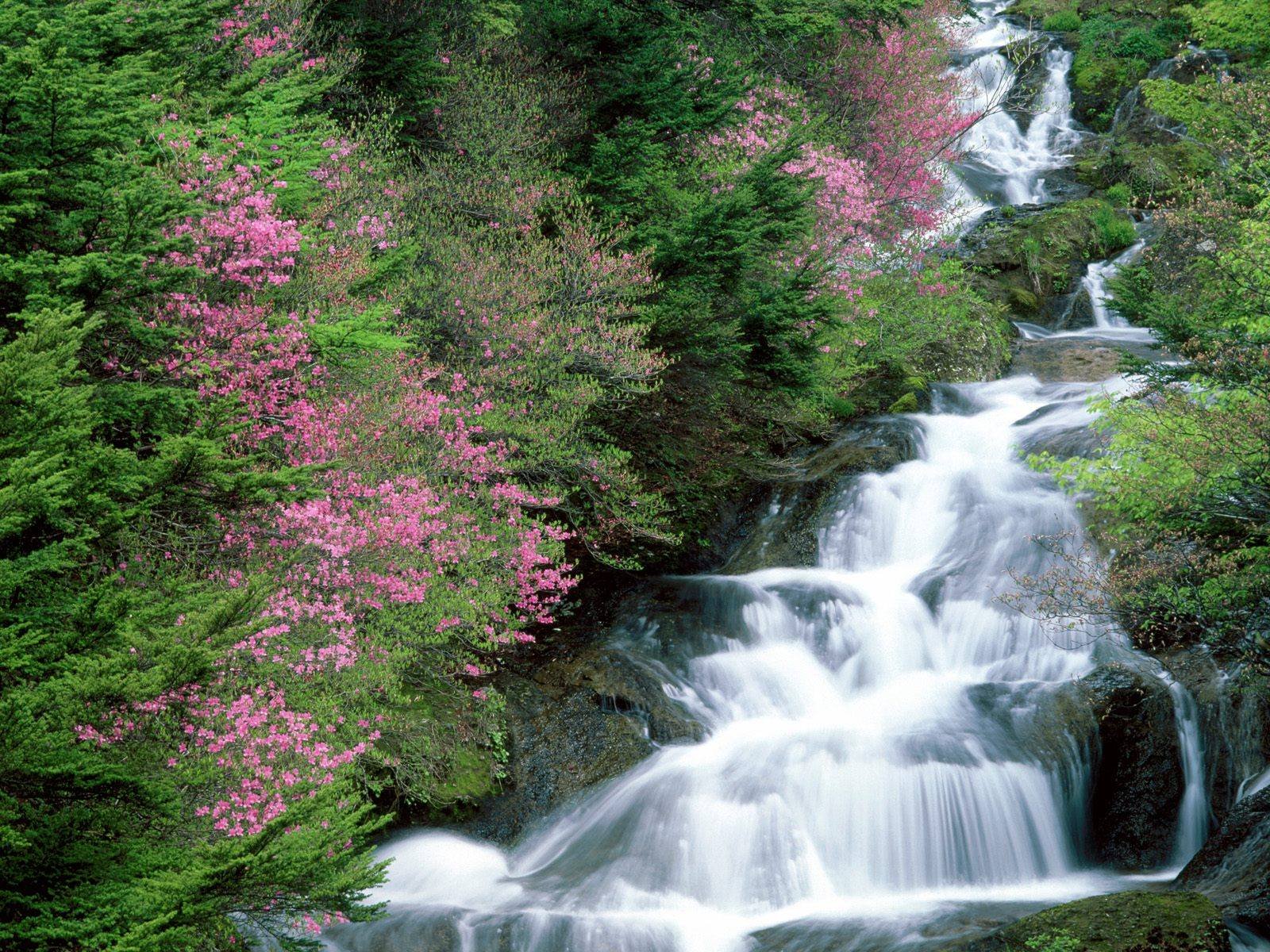 trees, Flowers, Waterfalls Wallpaper