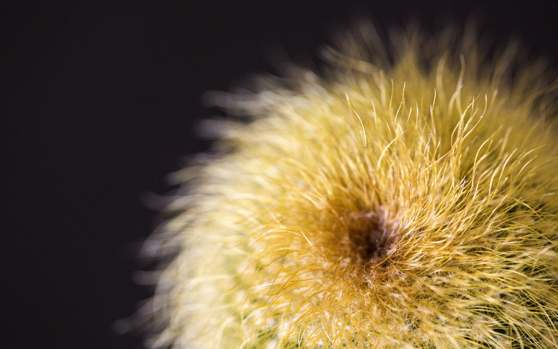 flowers, Macro Wallpaper