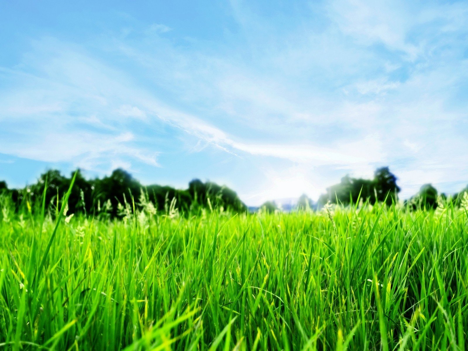 nature Wallpaper