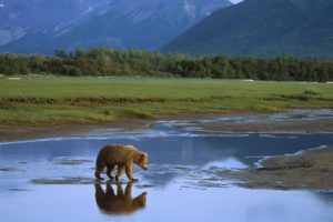 alaska, Crossing, Grizzly, Bears, National, Park
