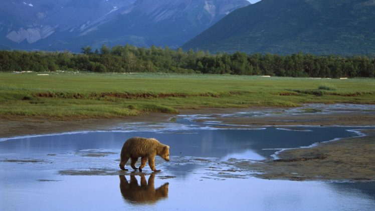 alaska, Crossing, Grizzly, Bears, National, Park HD Wallpaper Desktop Background