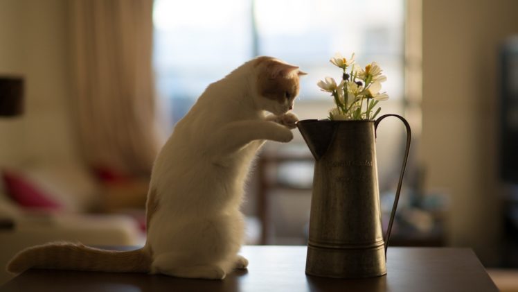 flowers, Cats, Animals, Ben, Torode HD Wallpaper Desktop Background