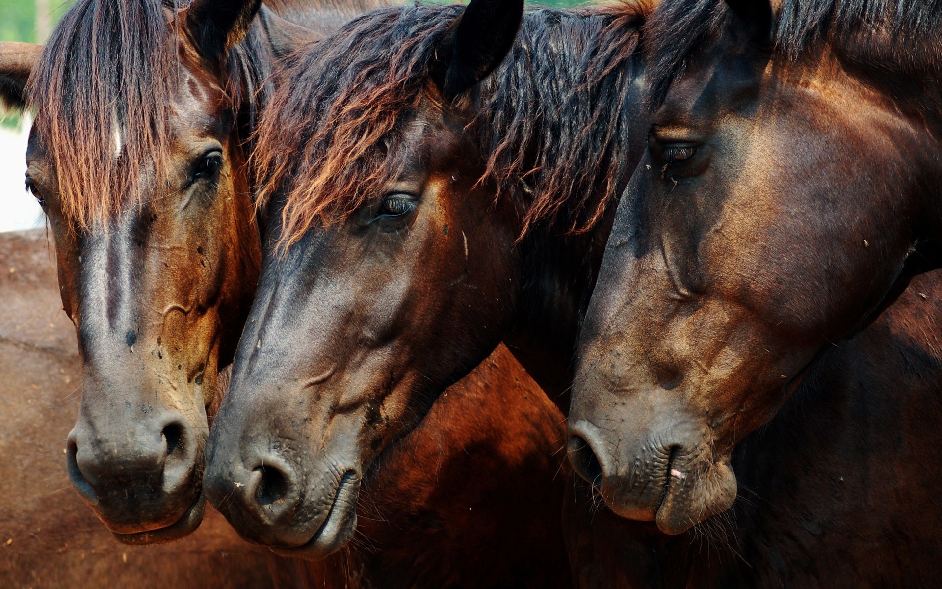 horses Wallpaper