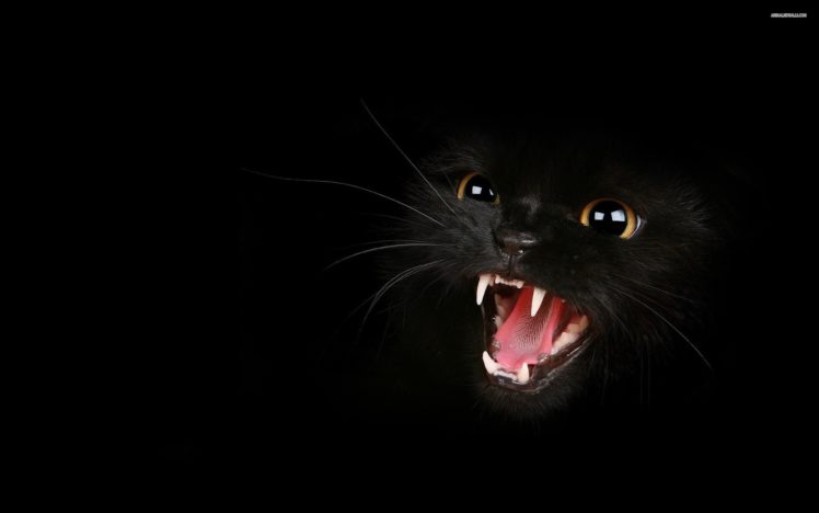 artistic, Black, Cat HD Wallpaper Desktop Background