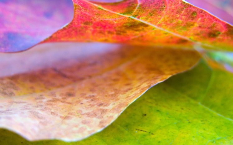 nature, Autumn, Leaves, Macro HD Wallpaper Desktop Background