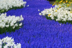 flowers, Garden, Holland, Daffodils, Hyacinths