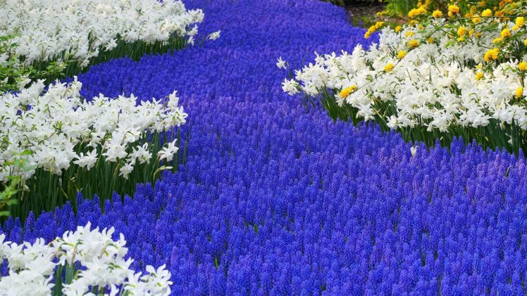 flowers, Garden, Holland, Daffodils, Hyacinths HD Wallpaper Desktop Background