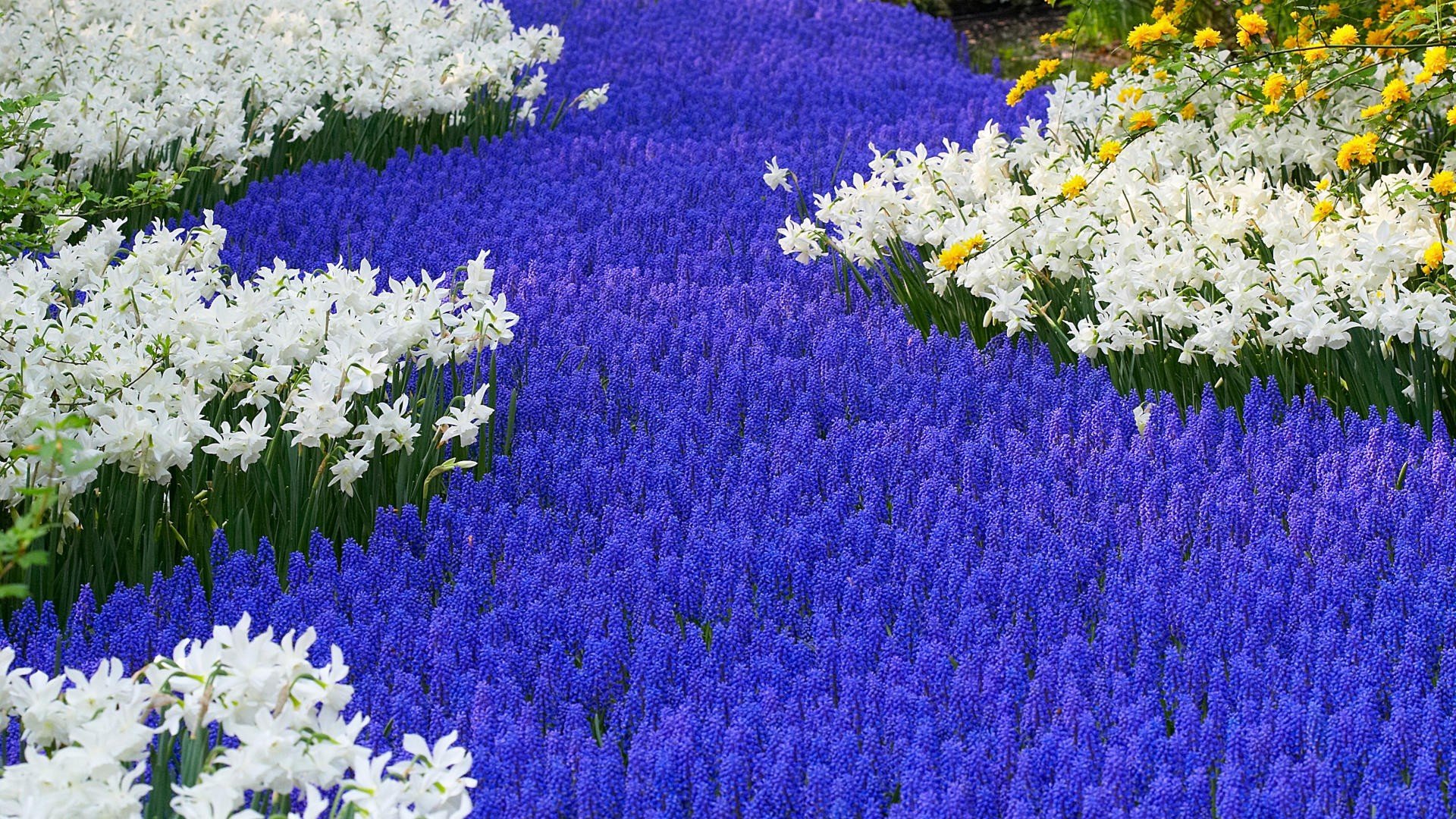 flowers, Garden, Holland, Daffodils, Hyacinths Wallpaper