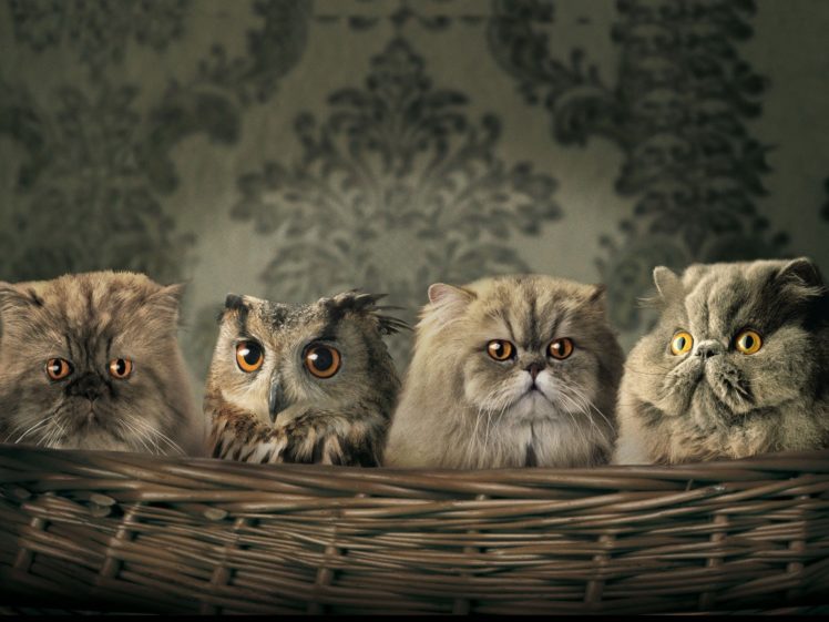 artistic, Cats, Animals, Owls HD Wallpaper Desktop Background