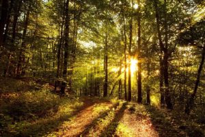 nature, Trees, Forests, Sunlight