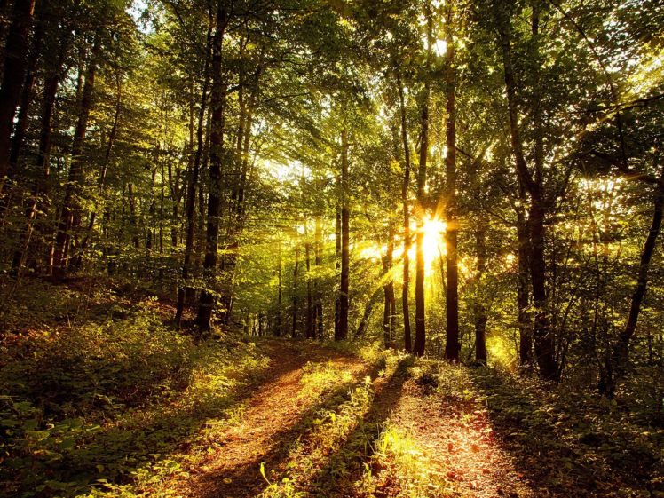 nature, Trees, Forests, Sunlight HD Wallpaper Desktop Background