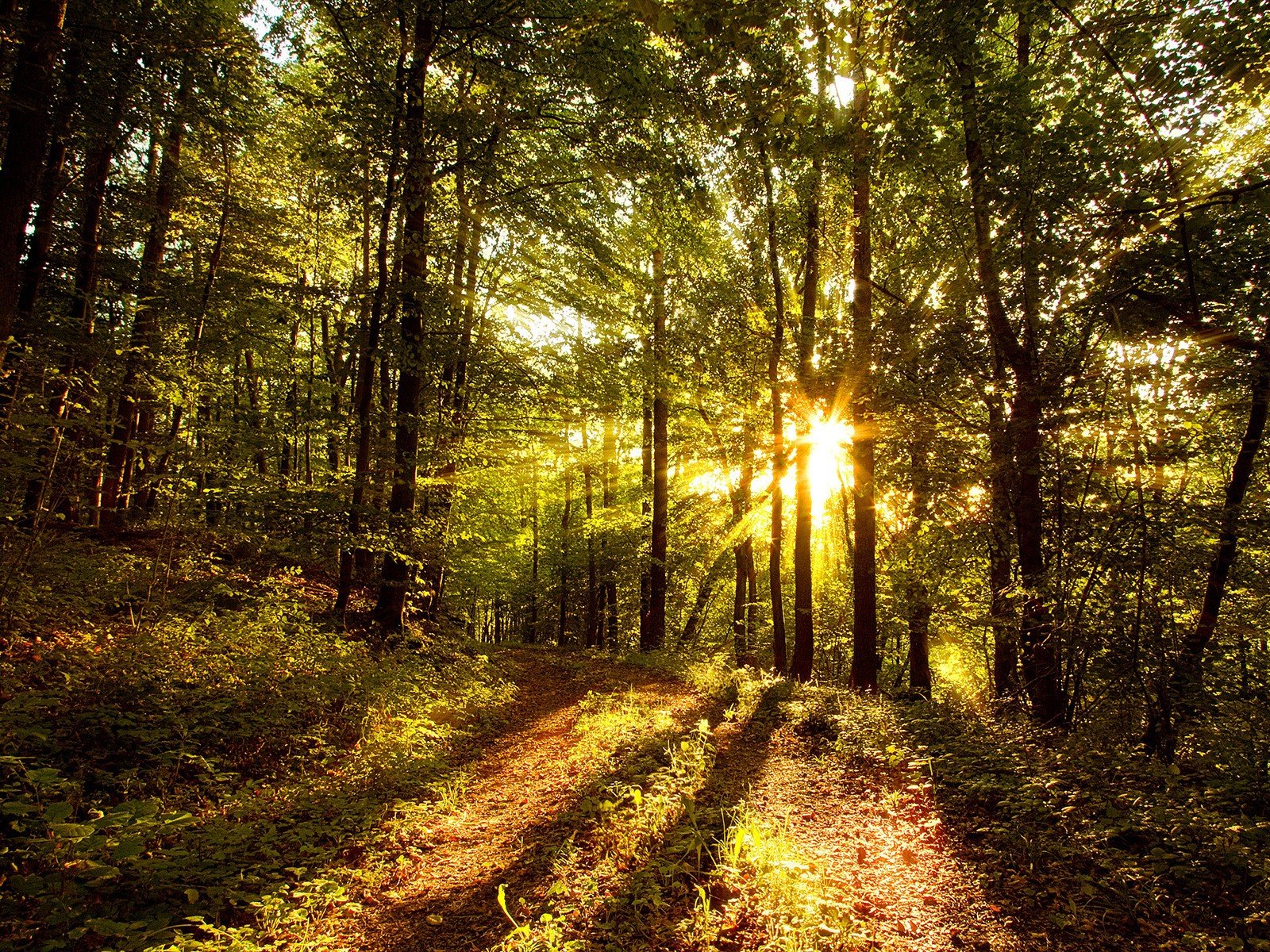 nature, Trees, Forests, Sunlight Wallpaper