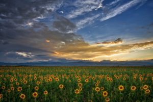clouds, Landscapes, Nature, Skylines, Sunflowers