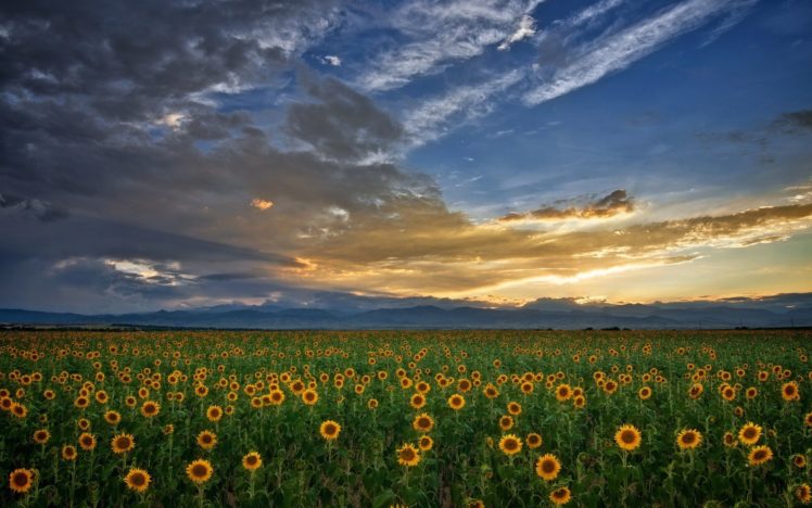 clouds, Landscapes, Nature, Skylines, Sunflowers HD Wallpaper Desktop Background