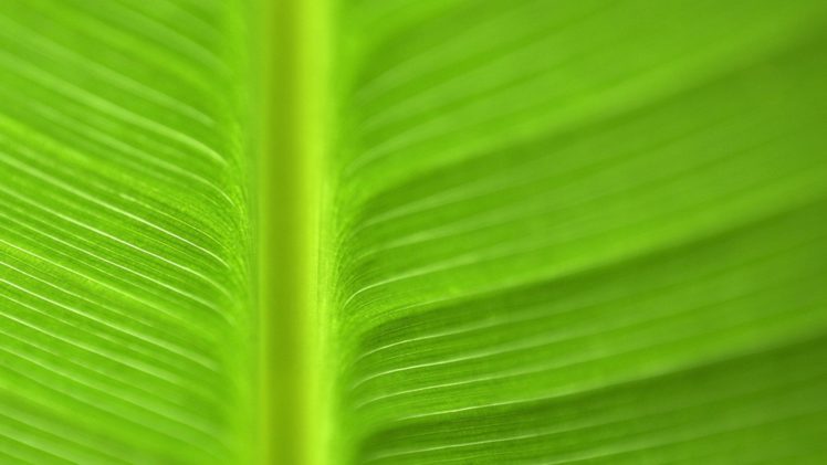 green, Nature, Leaves, Macro HD Wallpaper Desktop Background