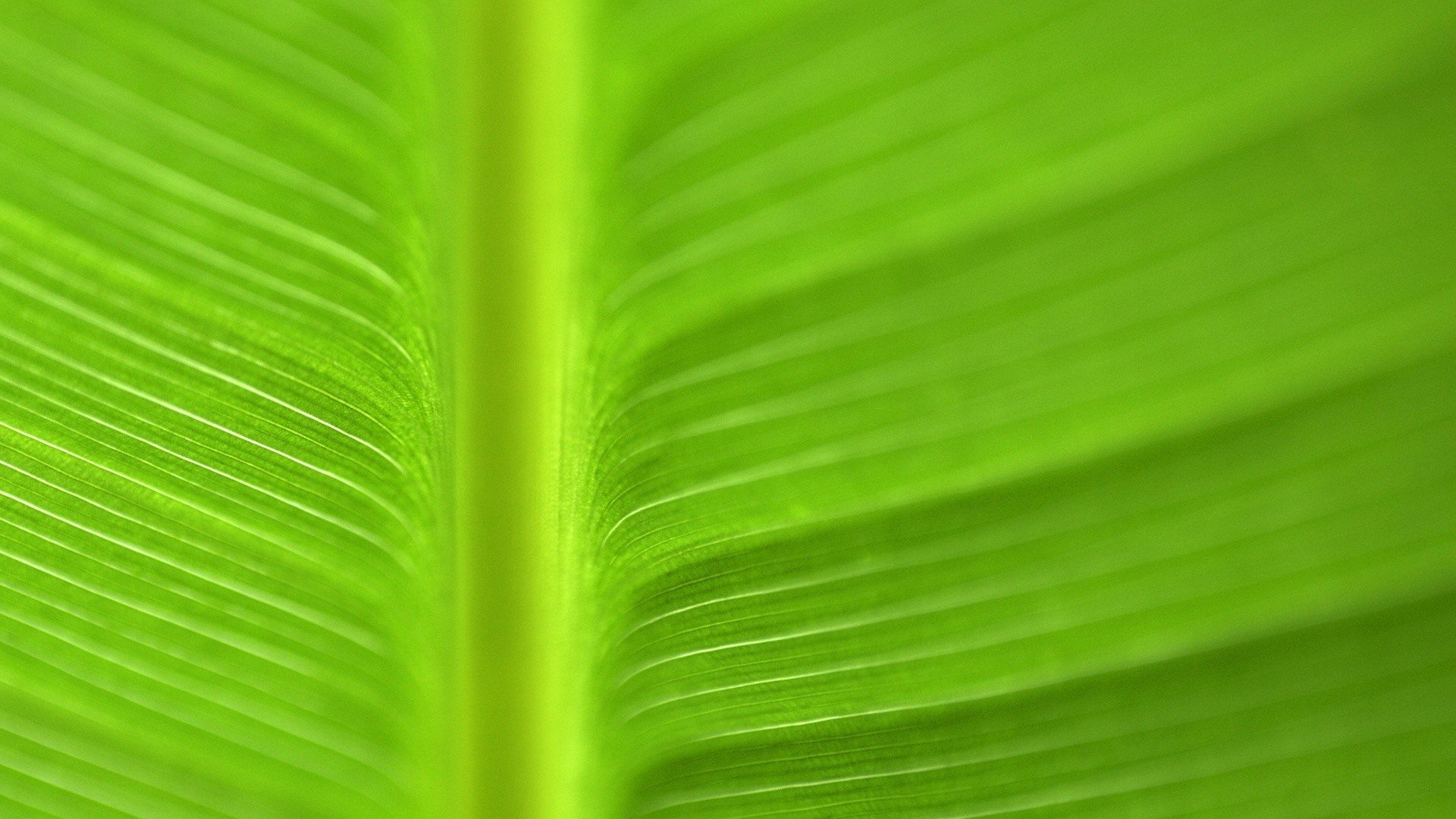 green, Nature, Leaves, Macro Wallpaper