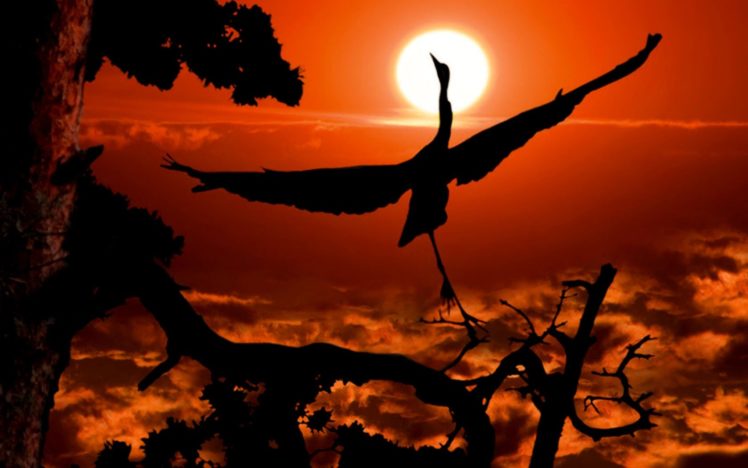 sunset, Birds, Cranes, Skyscapes HD Wallpaper Desktop Background