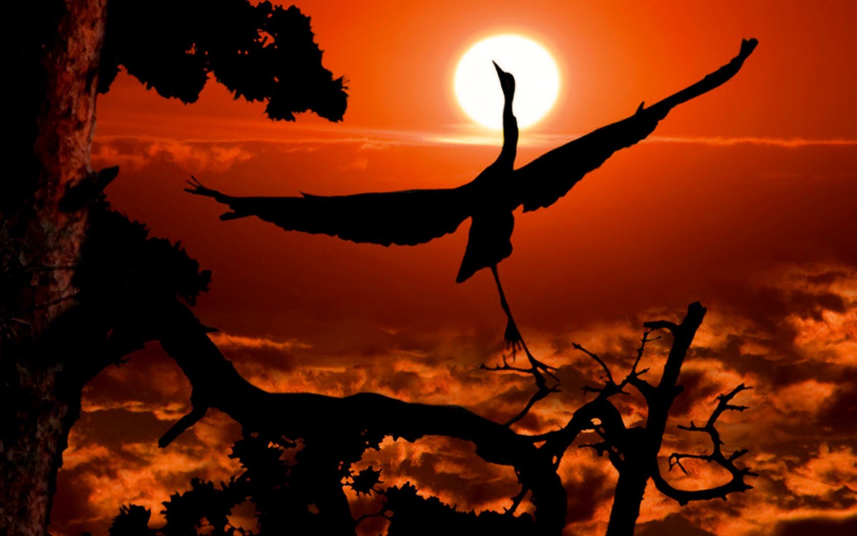sunset, Birds, Cranes, Skyscapes Wallpaper