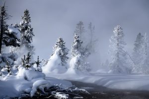winter, Snow, Forests