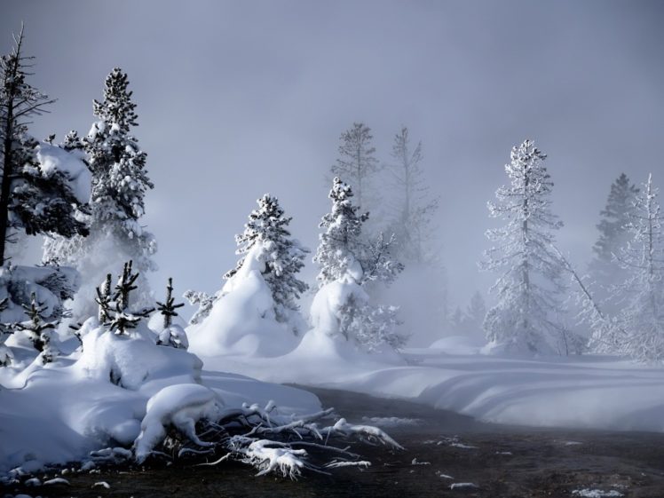 winter, Snow, Forests HD Wallpaper Desktop Background