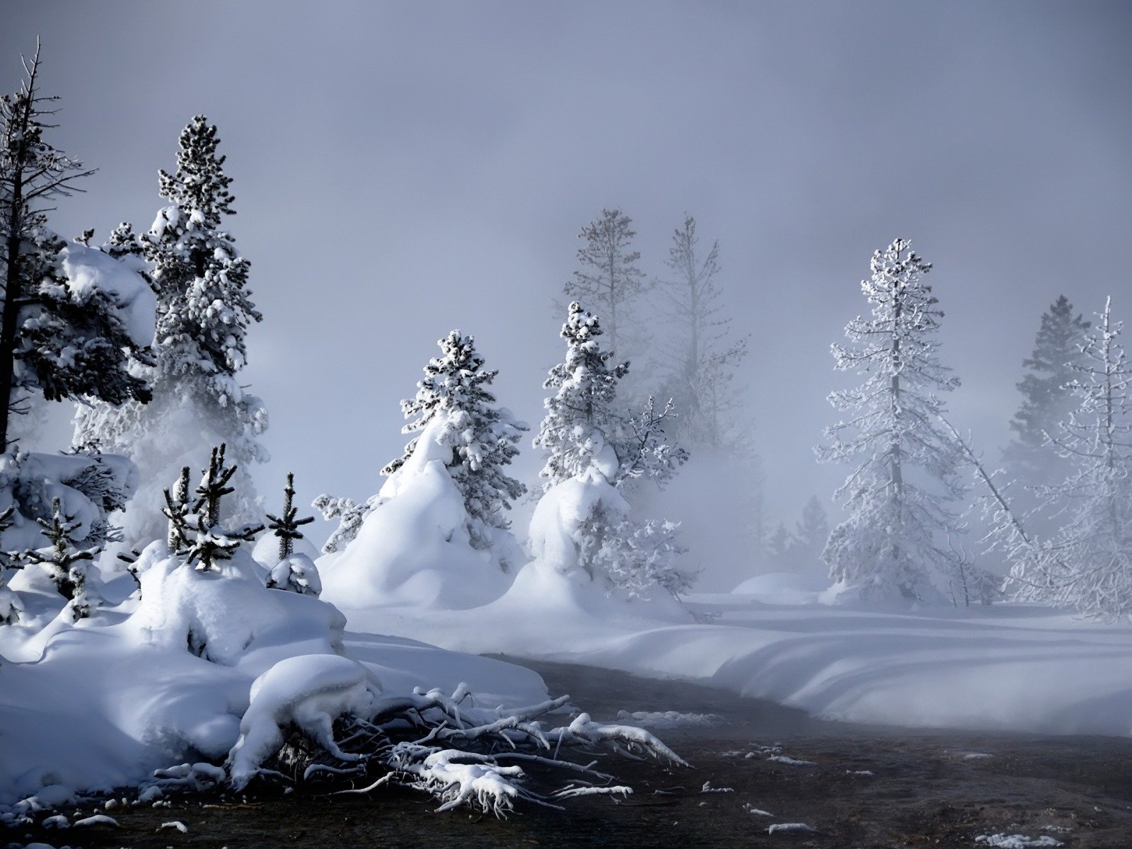 winter, Snow, Forests Wallpaper