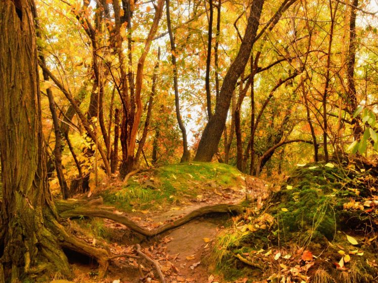 nature, Trees, Forests, Leaves, Trail, Roots HD Wallpaper Desktop Background