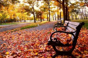 autumn, Bench
