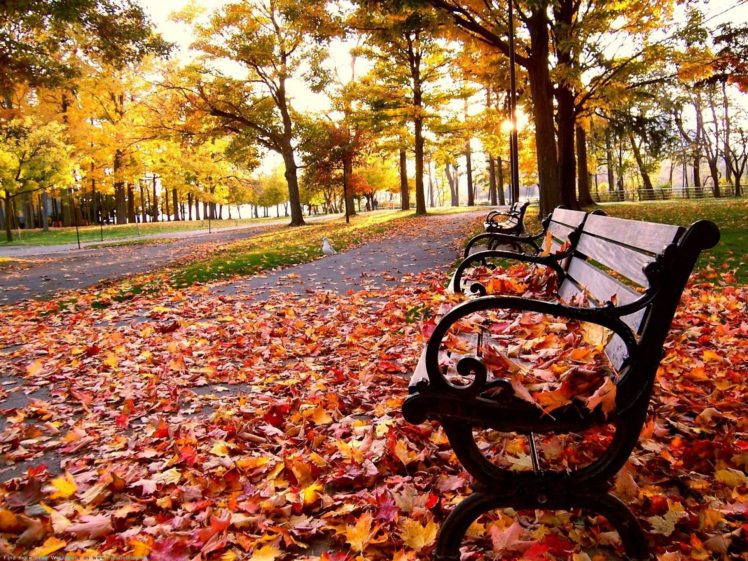 autumn, Bench HD Wallpaper Desktop Background