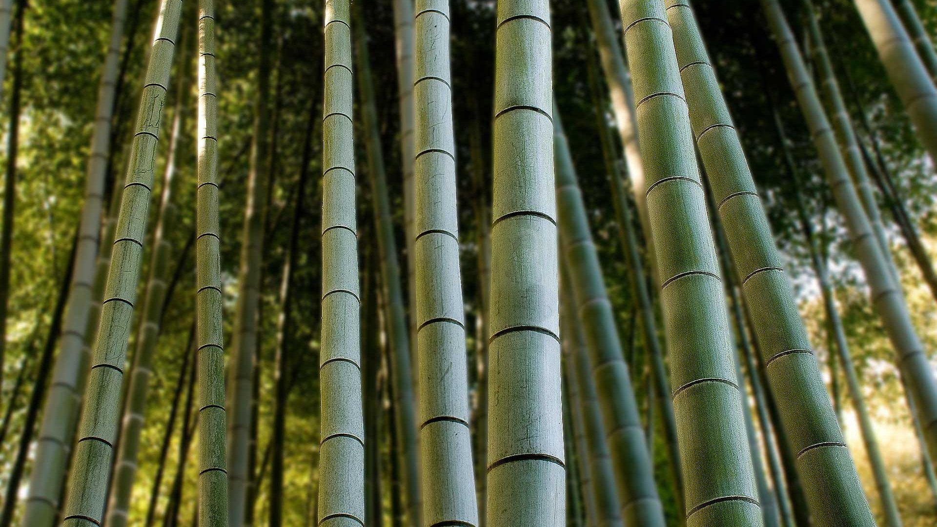 nature, Bamboo Wallpaper