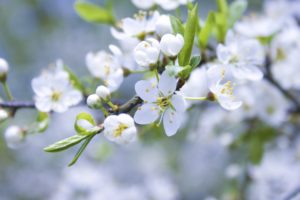 nature, Trees, Flowers, White, Flowers