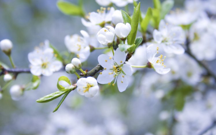 nature, Trees, Flowers, White, Flowers HD Wallpaper Desktop Background