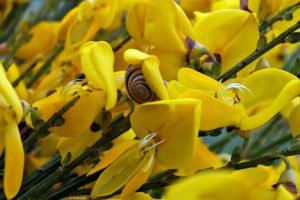flowers, Snails, Yellow, Flowers