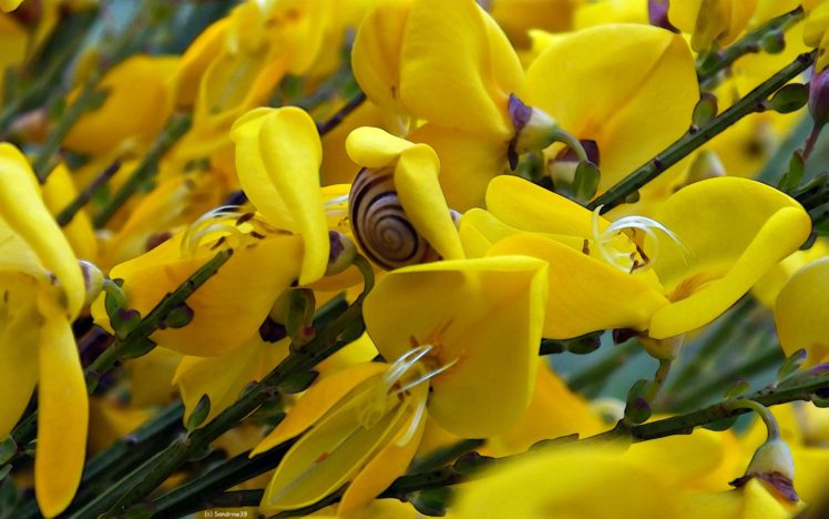 flowers, Snails, Yellow, Flowers HD Wallpaper Desktop Background