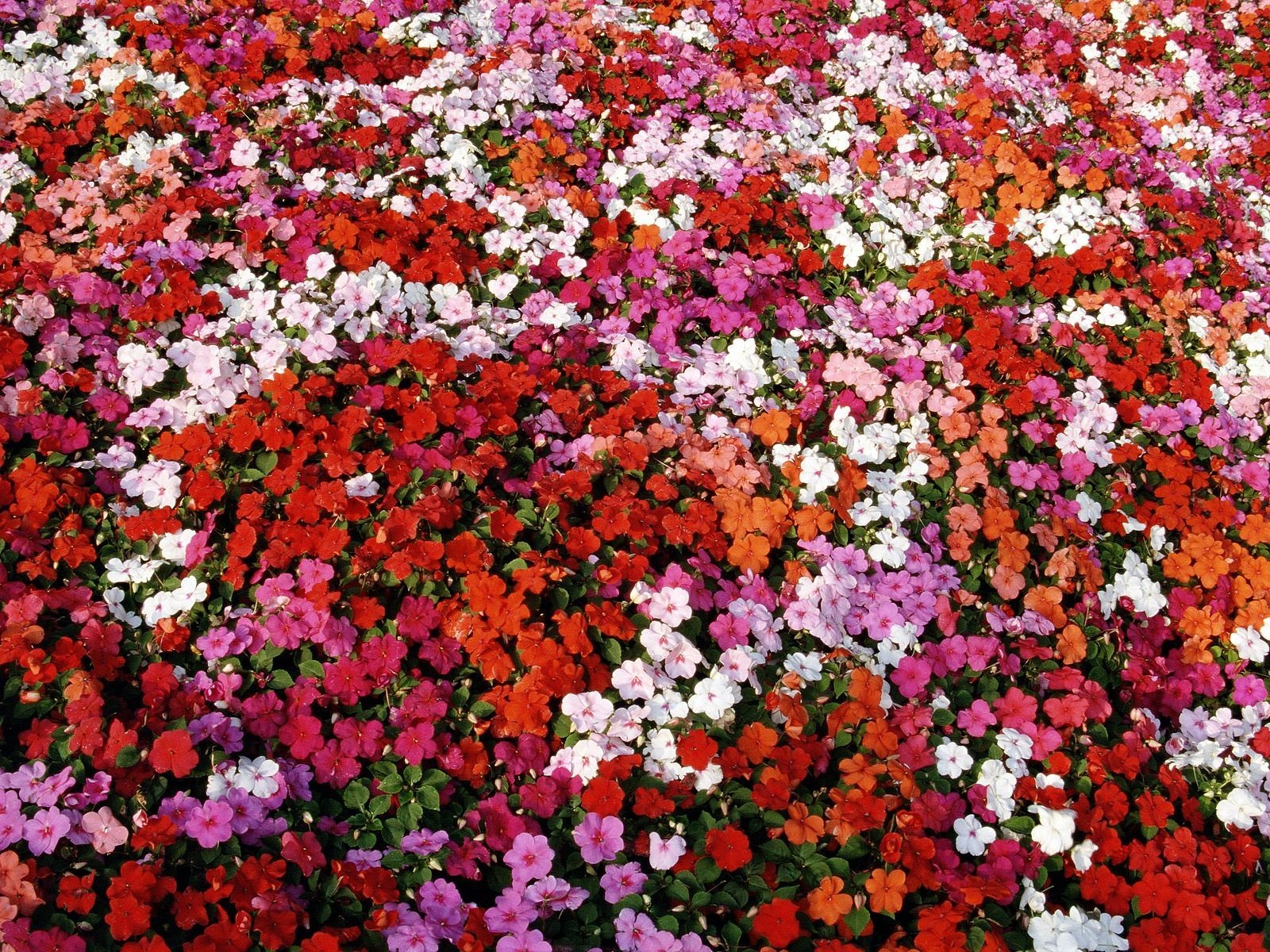 flowers Wallpaper