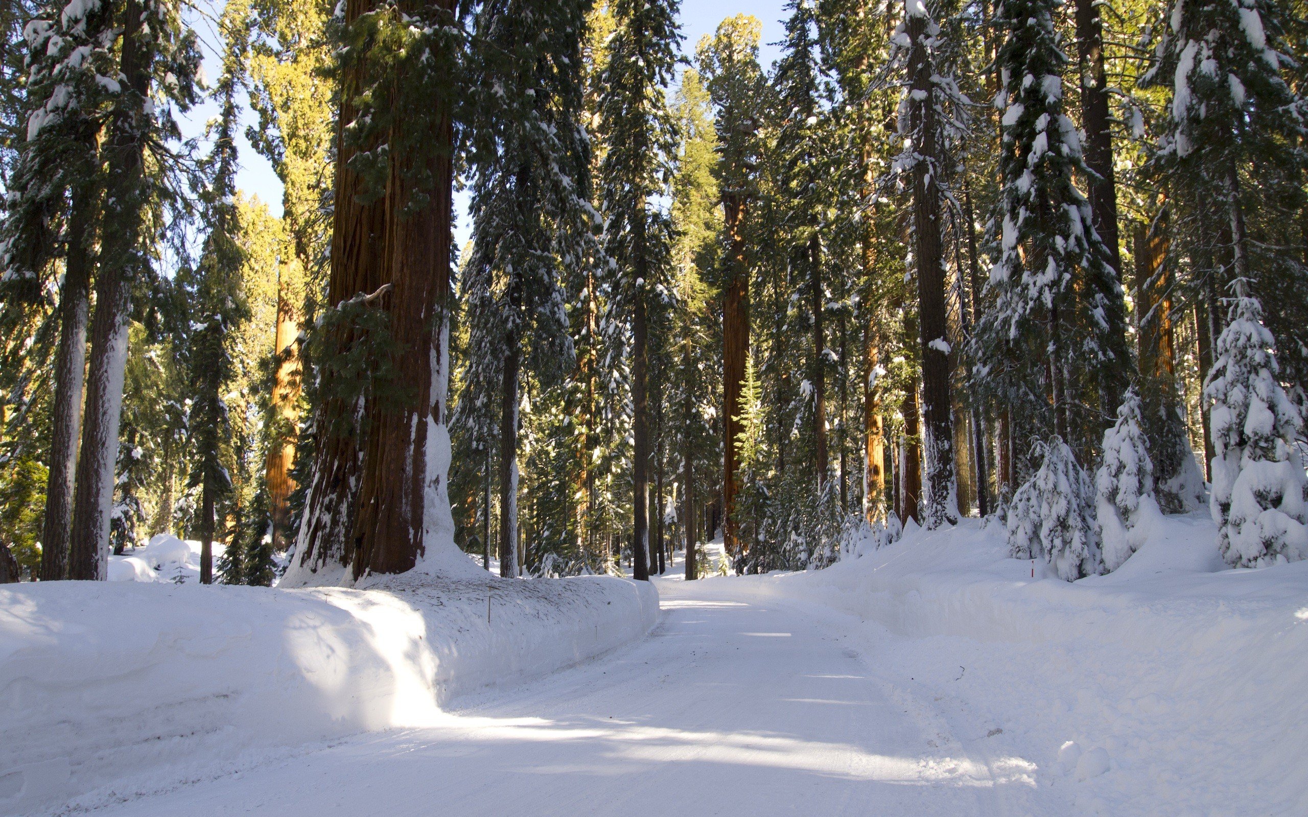 landscapes, Nature, Winter, Trees, Hdr, Photography Wallpaper