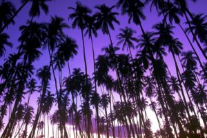 landscapes, Nature, Hawaii, Palm, Trees, Grove