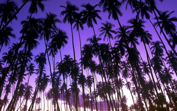 landscapes, Nature, Hawaii, Palm, Trees, Grove HD Wallpaper Desktop Background