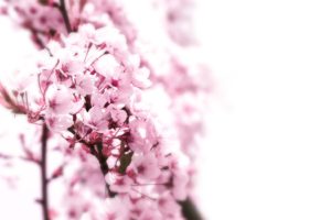 nature, Cherry, Blossoms, Flowers, Pink