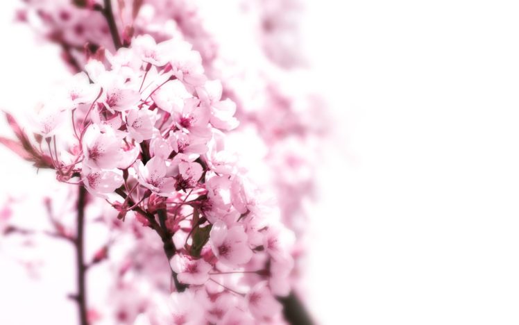 nature, Cherry, Blossoms, Flowers, Pink HD Wallpaper Desktop Background