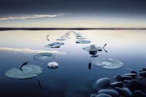 reflection, Lily, Lilies, Pad, Shore, Sky, Mood