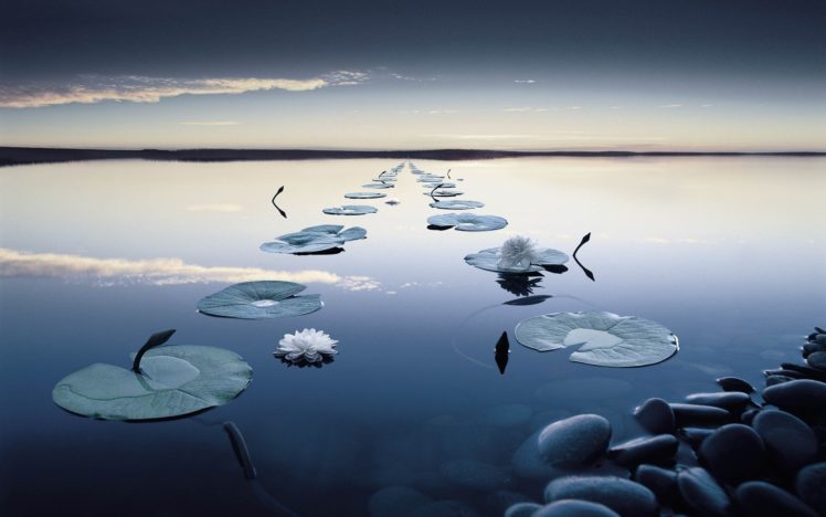 reflection, Lily, Lilies, Pad, Shore, Sky, Mood HD Wallpaper Desktop Background