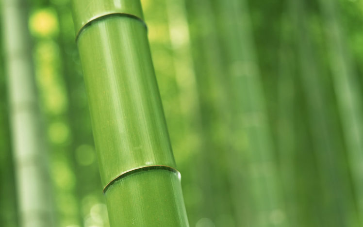 perfect, Bamboo HD Wallpaper Desktop Background