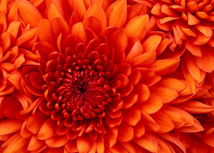 chrysanthemum, 1680×1200 HD Wallpaper Desktop Background
