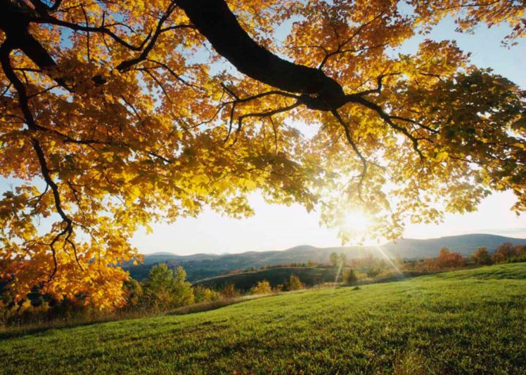 autumn, Leaves, 1680×1200 HD Wallpaper Desktop Background